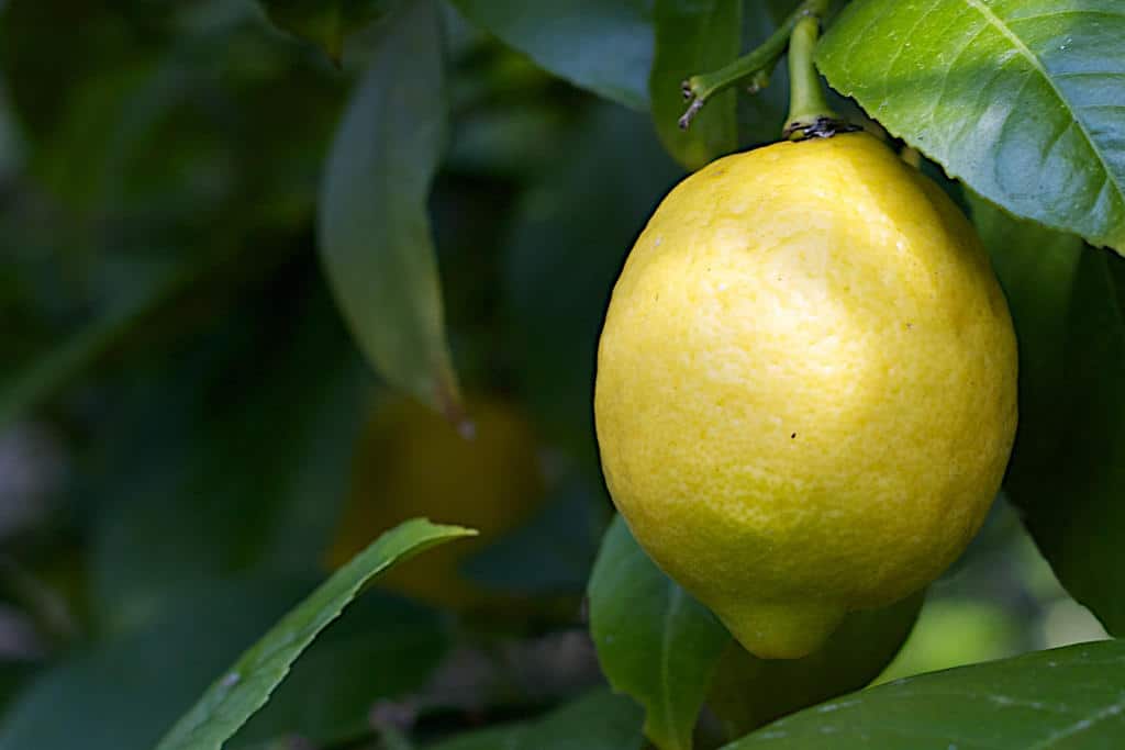 Bel limone