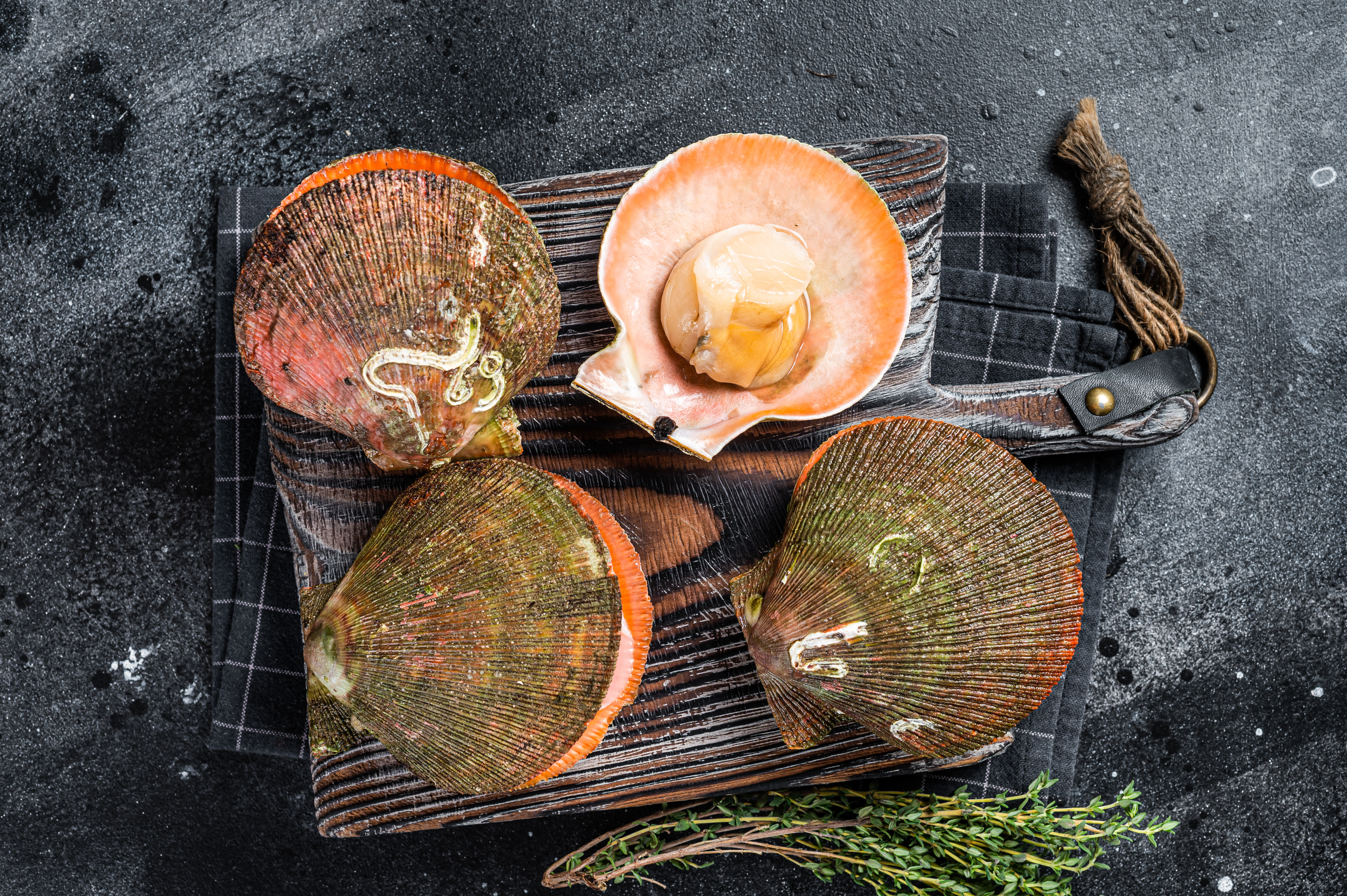 uncooked raw queen scallops