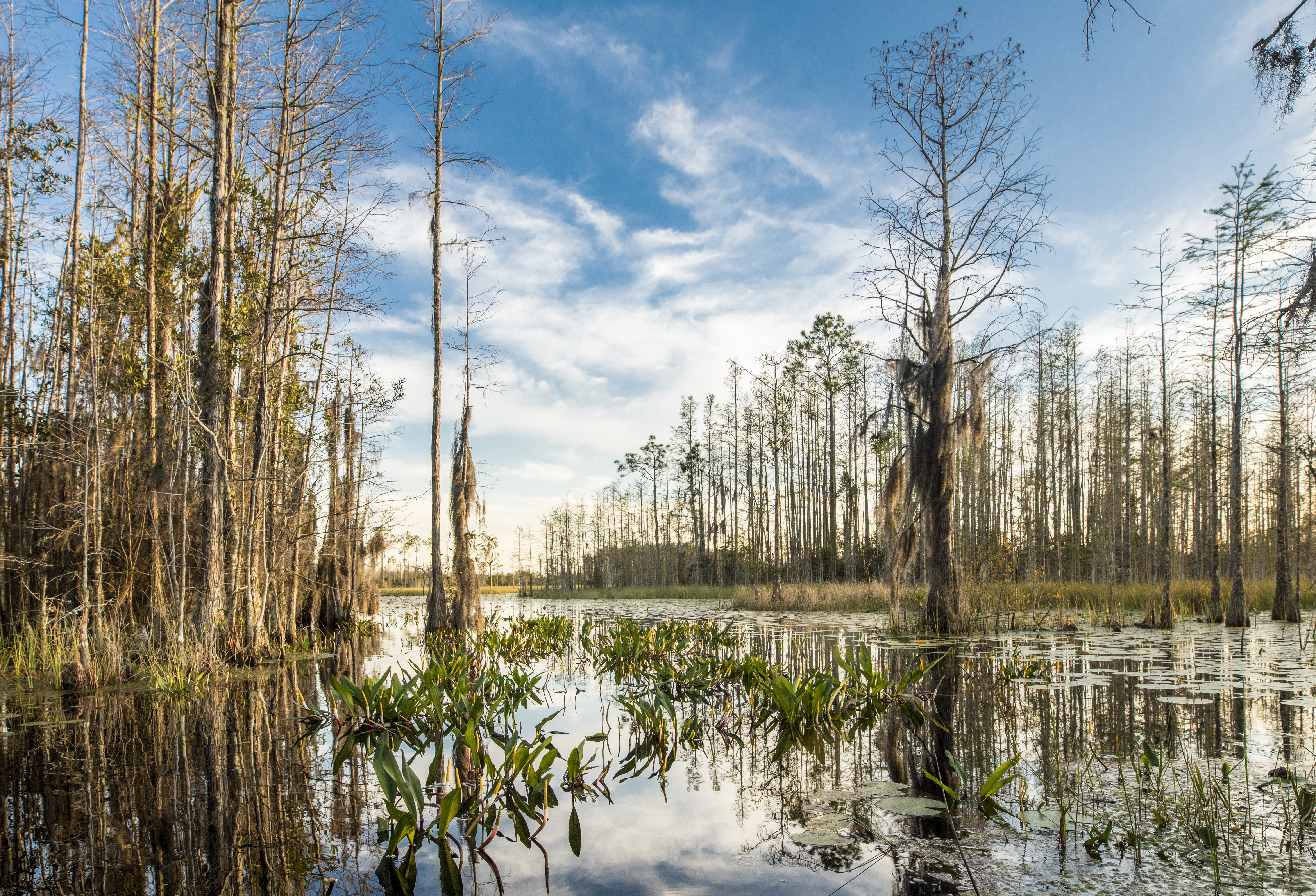Okefenokee